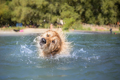 Urlaub mit Hund am Luganer See